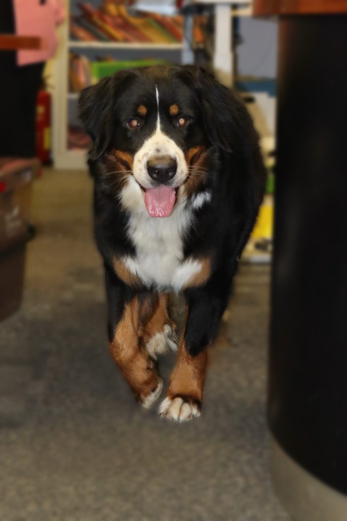 Bernese Mountain Dog wlaking towards the camera